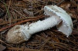 Amanita cylindrispora image