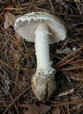 Amanita cylindrispora image