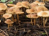Marasmius oreades image