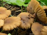Marasmius oreades image
