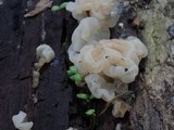 Ductifera pululahuana image
