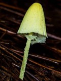 Leucocoprinus fragilissimus image