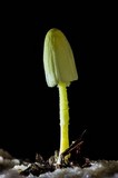 Leucocoprinus fragilissimus image