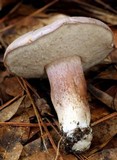 Tylopilus violatinctus image