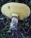 Suillus luteus image