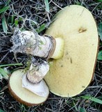 Suillus luteus image