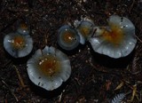 Cortinarius rotundisporus image