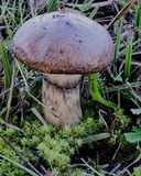 Suillus luteus image