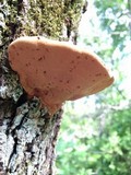 Hapalopilus rutilans image