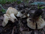 Calocybe gambosa image