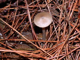 Entoloma cetratum image