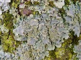 Punctelia subrudecta image