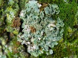 Punctelia subrudecta image