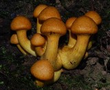 Phaeolepiota aurea image