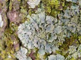 Punctelia subrudecta image