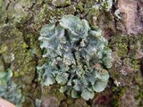 Punctelia subrudecta image
