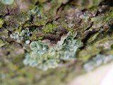 Punctelia subrudecta image