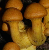 Phaeolepiota aurea image