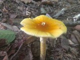 Amanita banningiana image