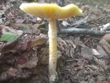 Amanita banningiana image
