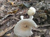 Amanita multisquamosa image