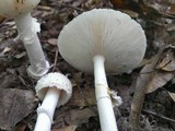 Amanita multisquamosa image