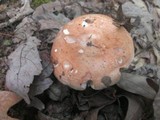 Russula compacta image