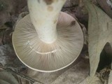 Lactarius argillaceifolius image