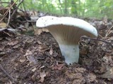 Lactarius subvellereus image