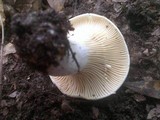 Lactarius subvellereus image