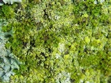 Normandina pulchella image
