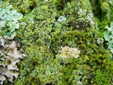 Normandina pulchella image