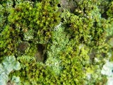 Normandina pulchella image