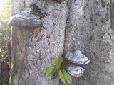 Fomes fasciatus image