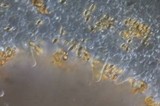 Inocybe whitei image