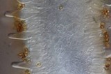 Inocybe whitei image