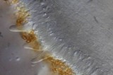 Inocybe whitei image
