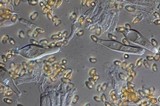 Inocybe whitei image