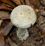 Amanita cinereoconia image