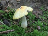 Agaricus auricolor image