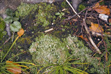 Cladonia chlorophaea image