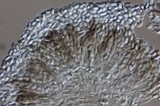 Verpa bohemica image