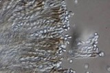 Verpa bohemica image