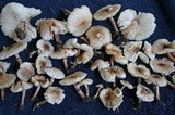 Lepiota lilacea image