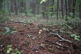 Boletus subcaerulescens image