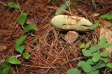 Boletus subcaerulescens image