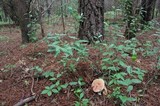 Boletus subcaerulescens image