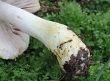 Agaricus auricolor image