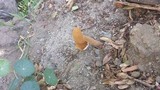 Battarrea phalloides image