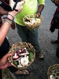 Russula madagassensis image